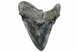 Bargain, Fossil Megalodon Tooth - South Carolina #289357-1